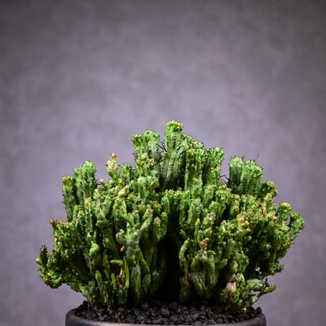 Euphorbia enopla f. monstrosa cristata / ユーフォルビア エノプラ 石化 綴化【実生】 + 信楽焼