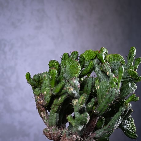 Euphorbia enopla f. monstruosa  / ユーフォルビア エノプラ 綴化 【実生】 + 信楽焼