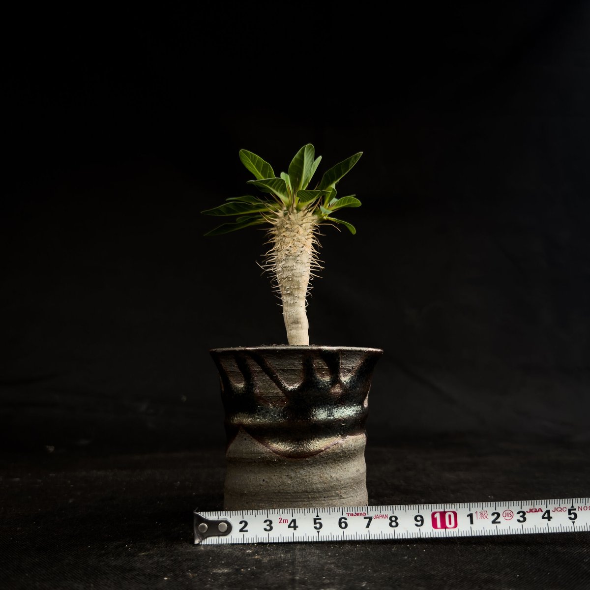 ユーフォルビア ギラウミニアナ 現地球 発根未確認 鉢ごと宅急便発送 ⑤ ユーフォルビア ギラウミニアナ 現地球 発根未確認 鉢ごと宅急便発送 ⑤