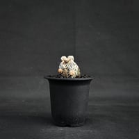 Astrophytum myriostigma f. monstrosa / アストロフィツム 子吹き鸞鳳玉 石化 (モンストローサ) (ランポー)【カキ仔】【自根】