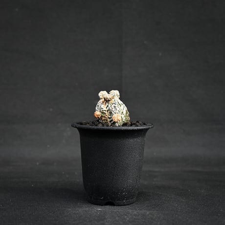 Astrophytum myriostigma f. monstrosa / アストロフィツム 子吹き鸞鳳玉 石化 (モンストローサ) (ランポー)【カキ仔】【自根】