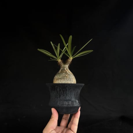 【Premium Line】 Pachypodium rosulatum var. gracilius / パキポディウム グラキリス 【微発根】+ 黒鉄【KUROGANE】