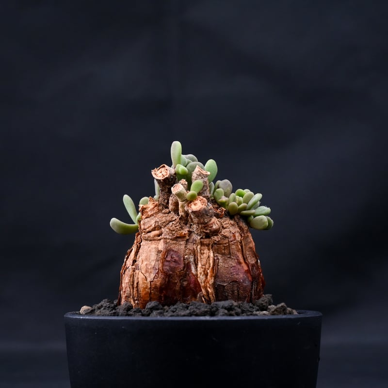 Ceraria pygmaea / ケラリア ピグマエア 【発根済】 [雌雄未判別 Ceraria pygmaea / ケラリア ピグマエア 【発根済】 [雌雄未判別