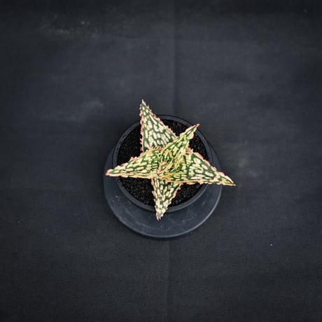 Aloe hybrid / アロエ ハイブリッド【微発根】