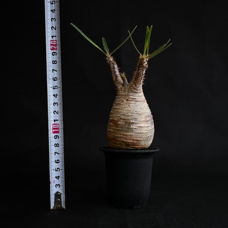 Pachypodium rosulatum var. gracilius / パキポディウム グラキリス 【発根済】