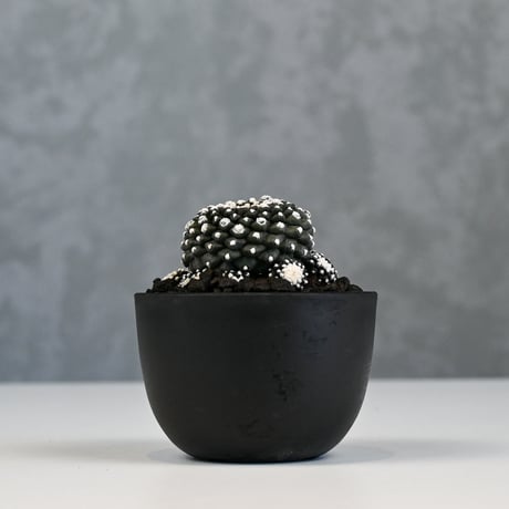 Copiapoa tenuissima / コピアポア テヌイシマ 【実生】