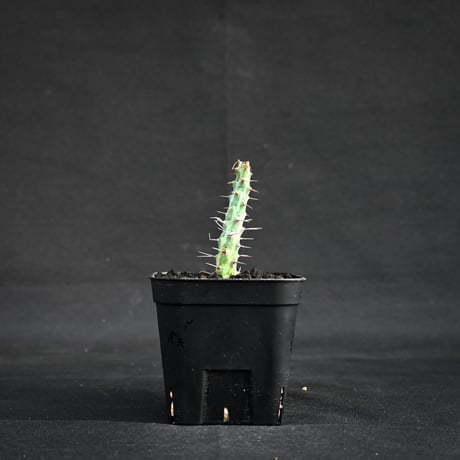 Euphorbia horwoodii / ユーフォルビア ホルウッディ 【挿木】