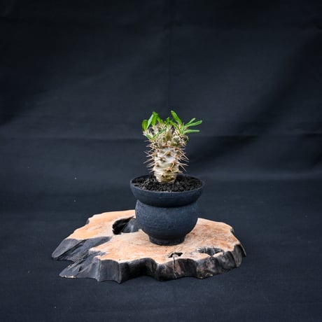 Pachypodium ambongense / パキポディウム アンボンゲンセ 【実生】 + 信楽焼