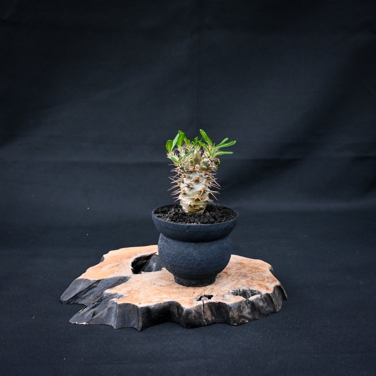 GWSALE☆早い者勝ち☆大特価】パキポディウムアンボンゲンセ実生98