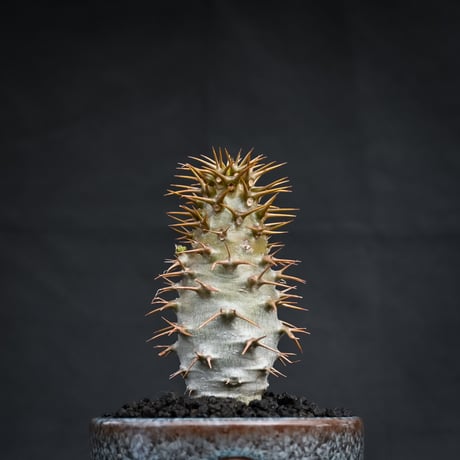 【Premium Line】 Pachypodium ambongense / パキポディウム アンボンゲンセ 【微発根】 + 円 -MADOKA- 蒼鱗 凹 【QUTOTEN.】