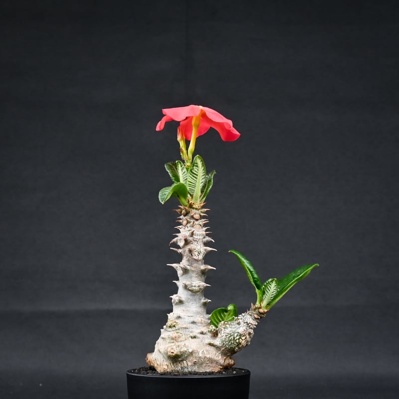 Pachypodium baronii var. windsorii / パキポディウム ウィ...