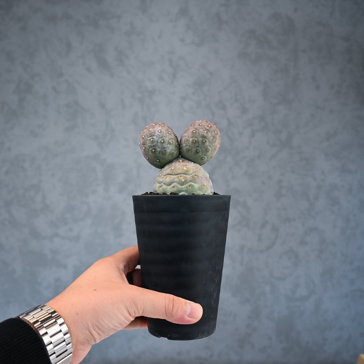 ゲオメトリクス＆valiem Tephrocactus geometricus / テフロカクタス ゲオメトリクス