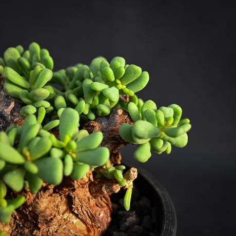 Ceraria pygmaea / ケラリア ピグマエア 【発根済】【雌雄未判別】