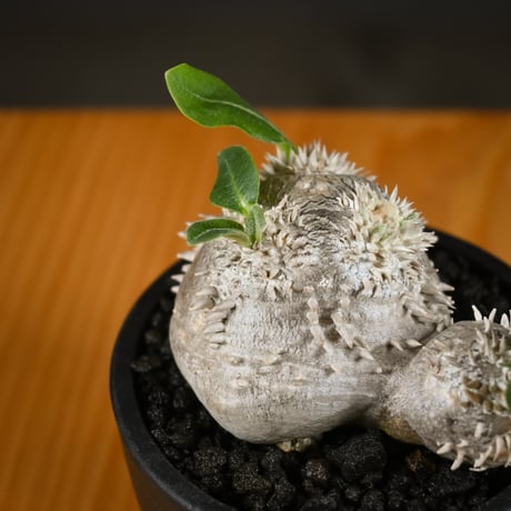Pachypodium ' Densicaule ' / パキポディウム デンシカウレ 恵比寿大黒 (恵比須大黒)【実生】