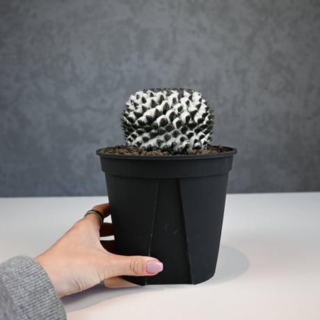 Mammillaria sempervivi v. caput-medusae  / マミラリア 景清 【自根】
