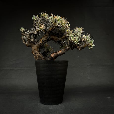 Othonna euphorbioides / オトンナ ユーフォルビオイデス 【発根済】