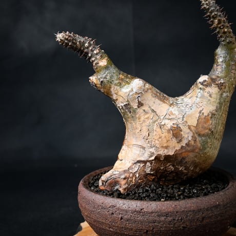Pachypodium rosulatum var. makayense  / パキポディウム マカイエンセ 【微発根】