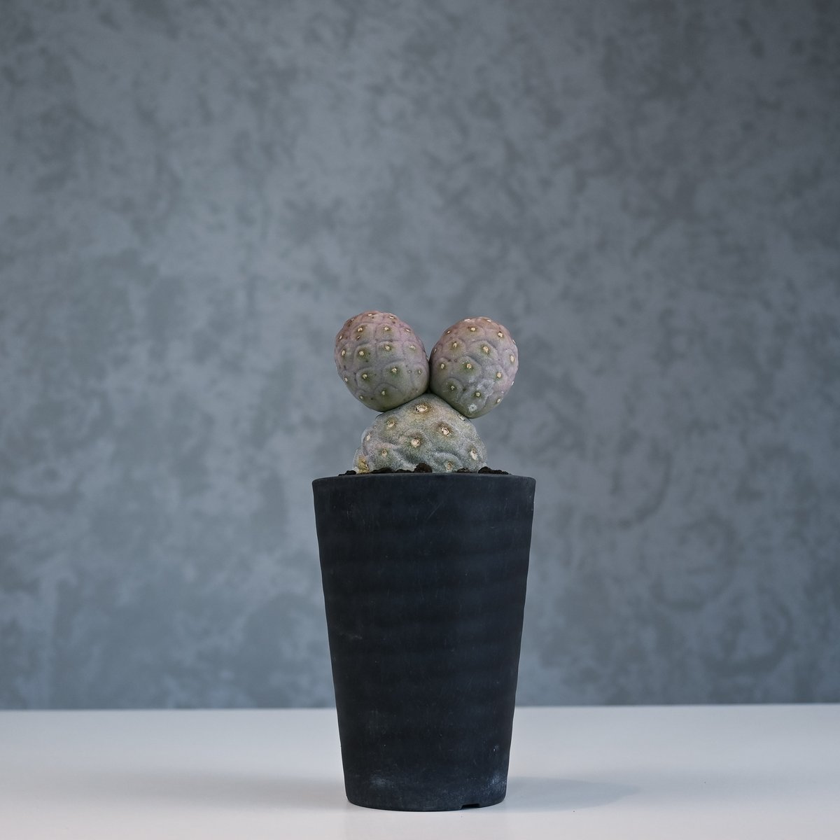 ゲオメトリクス＆valiem Tephrocactus geometricus【テフロカクタス・ゲオメトリクス