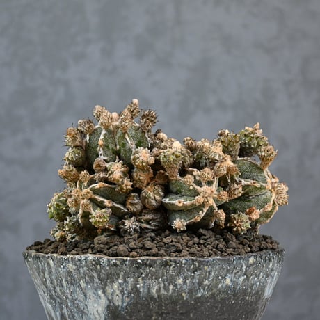 Astrophytum myriostigma f. monstrosa / アストロフィツム 子吹き鸞鳳玉 石化 (モンストローサ) (ランポー)【実生】 + 信楽焼