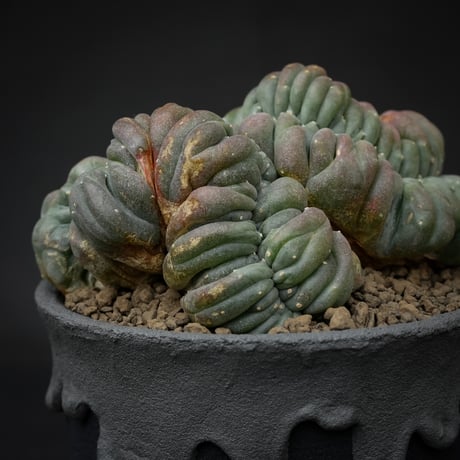 Lophophora williamsii var. cristate / ロフォフォラ ウィリアムシー 鳥羽玉 綴化 【実根】+ 灰黒垂れ