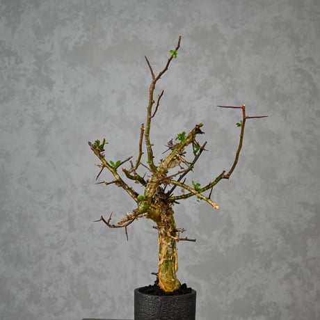 Commiphora myrrha / コミフォラ ミルラ 【発根済】 ＋ 信楽焼