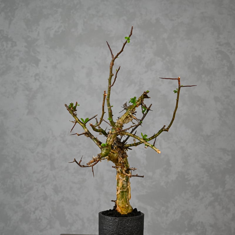 コミフォラ・ミルラ（Commiphora myrrha）ベアルート株　No17 コミフォラ・ミルラ（Commiphora myrrha）ベアルート株 No17