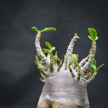 Adenium arabicum 'BLACK' dwarf type  / アデニウム アラビカム 'ブラック' ドワーフタイプ【微発根】