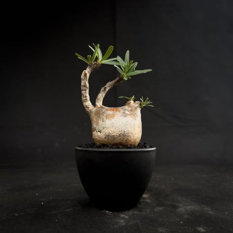 Pachypodium rosulatum var. gracilius / パキポディウム グラキリス 【微発根】