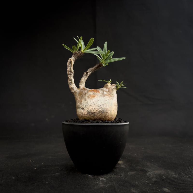 その他 VCD Pachypodium Gracilius Var. MONOTONE MEDICOM TOY VCD Pachypodium Gracilius Var. atmos Dalmatian