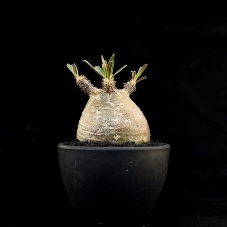 【選抜】Pachypodium rosulatum var. gracilius / パキポディウム グラキリス 【微発根】