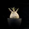 【選抜】Pachypodium rosulatum var. gracilius / パキポディウム グラキリス 【微発根】