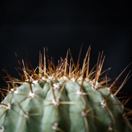 【QUTOTEN. コラボ商品】Copiapoa cinerea var. columna-alba / コピアポア コルムナアルバ 孤竜丸 白棘【実生】+ 利休 -RIKYU-