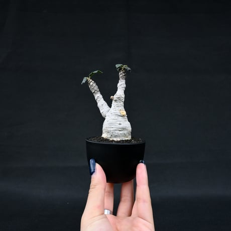 Dorstenia foetida / ドルステニア フォエチダ 【微発根】