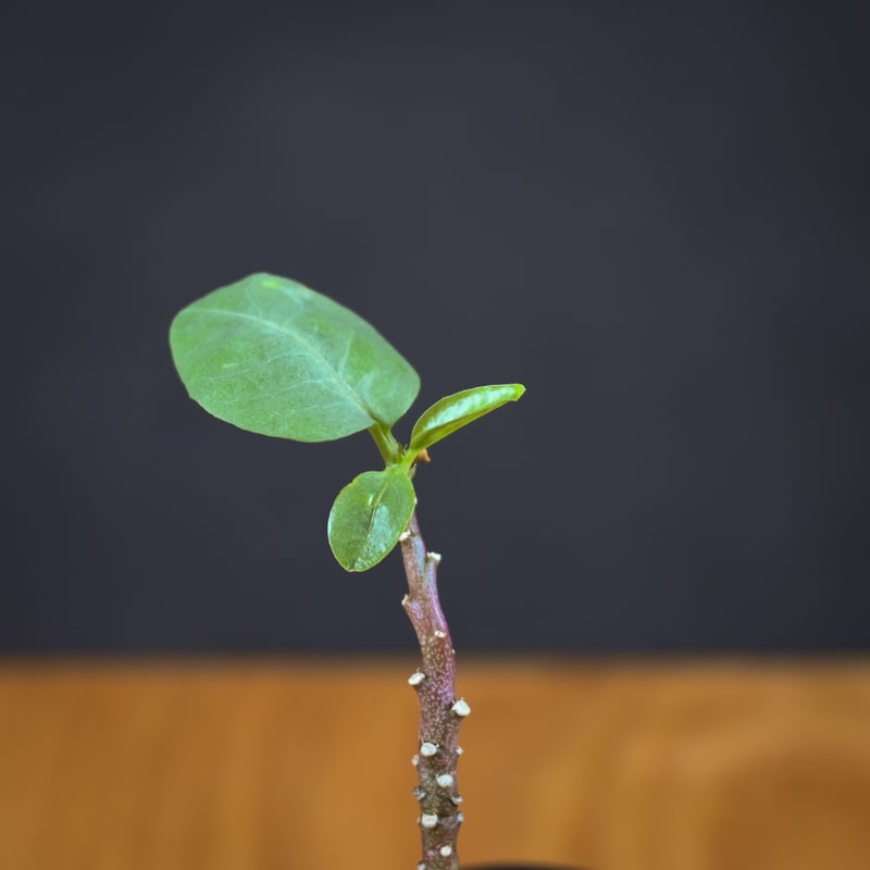 Adenia pechuelii / アデニア ペチュエリー 【実生】 | GREEN MON