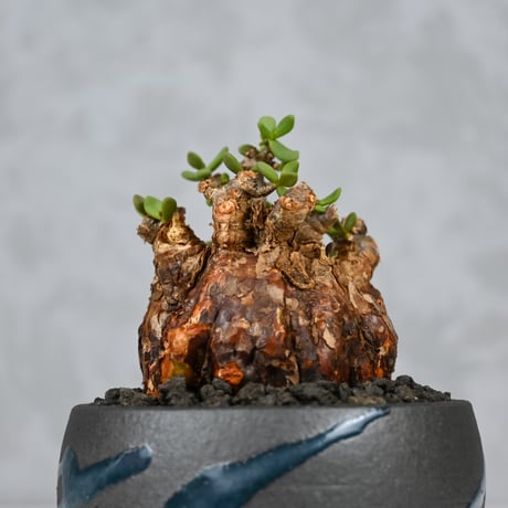 Ceraria pygmaea / ケラリア ピグマエア 【発根済】+ 信楽焼