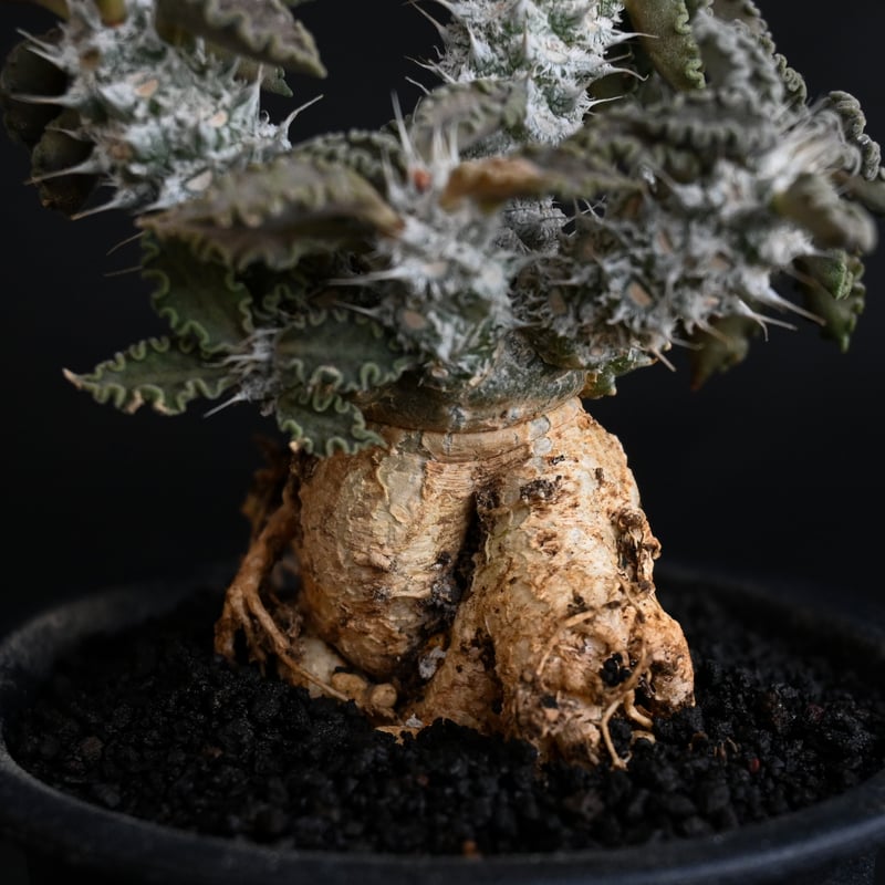 希少】ユーフォルビアトゥレアレンシス サボテン 多肉植物 コーデック