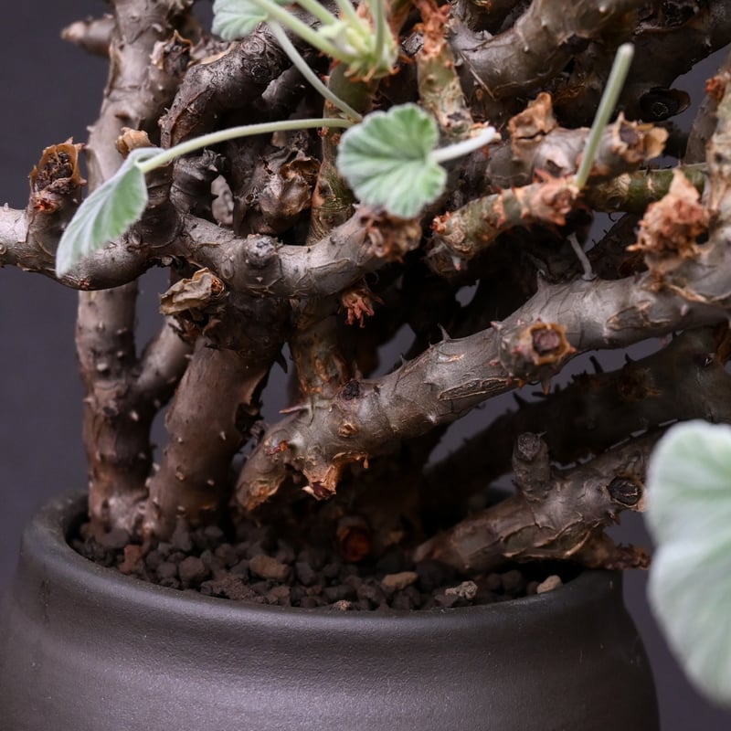 超レア写真5枚目必見！！　ペラルゴニウム　クラシカウレ　多肉植物　塊根植物 超レア写真5枚目必見！！ ペラルゴニウム クラシカウレ 多肉植物