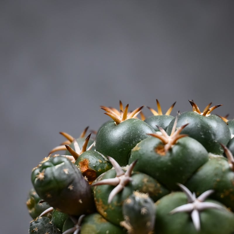 Coryphantha elephantidens / コリファンタ 短刺象牙丸 仔吹き |