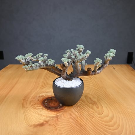Monsonia multifida  (Sarcocaulon multifidum) / モンソニア ムルチフィダ (サルコカウロン ムルチフィズム) 【発根済】  + 信楽焼