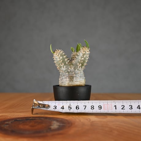 Pachypodium ' Densicaule ' / パキポディウム デンシカウレ 恵比寿大黒 (恵比須大黒)【微発根】