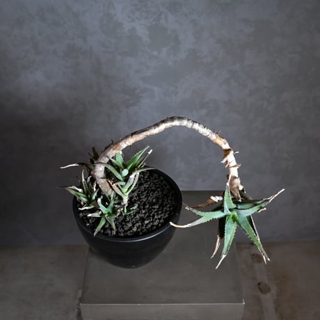 Aloe arborescens Mill. / アロエ アルボレセンス キダチアロエ (木立アロエ)【発根済】