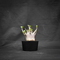 Adenium arabicum 'BLACK' dwarf type  / アデニウム アラビカム 'ブラック' ドワーフタイプ【微発根】
