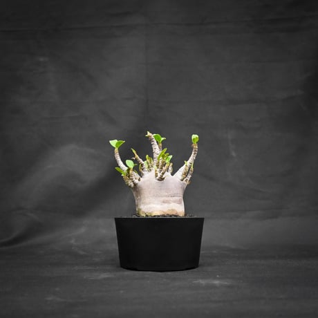 Adenium arabicum 'BLACK' dwarf type  / アデニウム アラビカム 'ブラック' ドワーフタイプ【微発根】