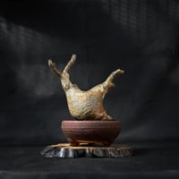 Pachypodium rosulatum var. makayense  / パキポディウム マカイエンセ 【微発根】