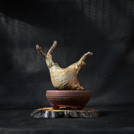 Pachypodium rosulatum var. makayense  / パキポディウム マカイエンセ 【微発根】