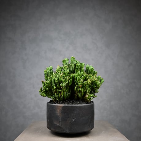 Euphorbia enopla f. monstrosa cristata / ユーフォルビア エノプラ 石化 綴化【実生】 + 信楽焼