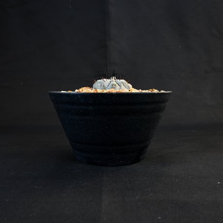 Copiapoa cinerea / コピアポア シネレア 黒王丸 【実生】