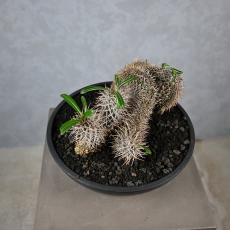 Pachypodium lamerei cristata / パキポディウム ラメリー クリスタータ 綴化 【自根】