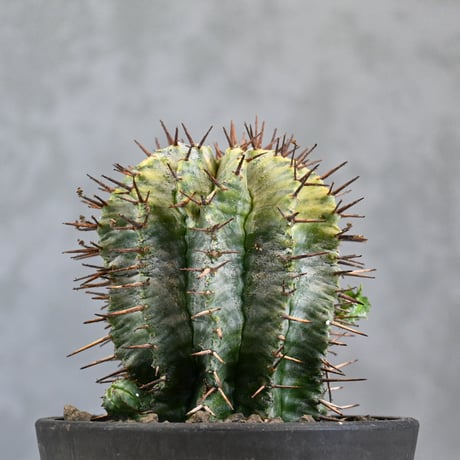 Euphorbia horrida variegated / ユーフォルビア ホリダ 錦 (斑入り) 【発根済】