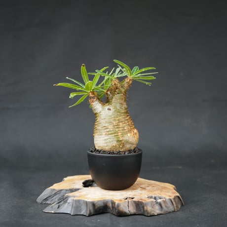 Pachypodium rosulatum var. gracilius / パキポディウム グラキリス 【発根済】